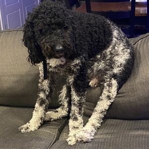 Meet your Posher, Karlee